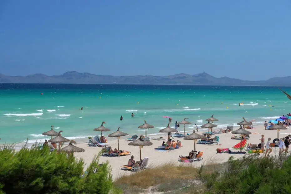 picture of posidonia in mallorca