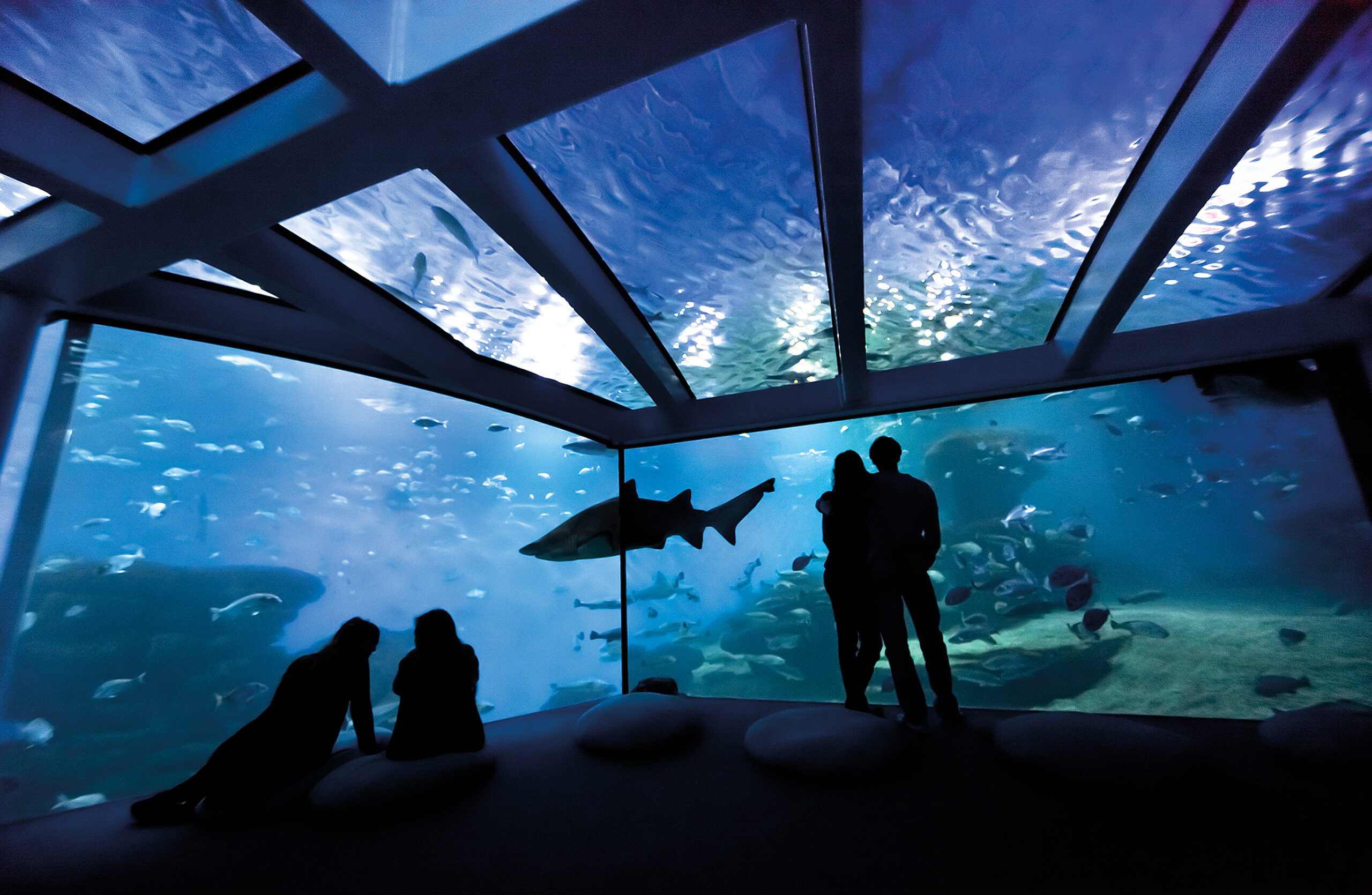 Big Blue Palma AquariumS scaled Visit Palma Aquarium with Roig Bus