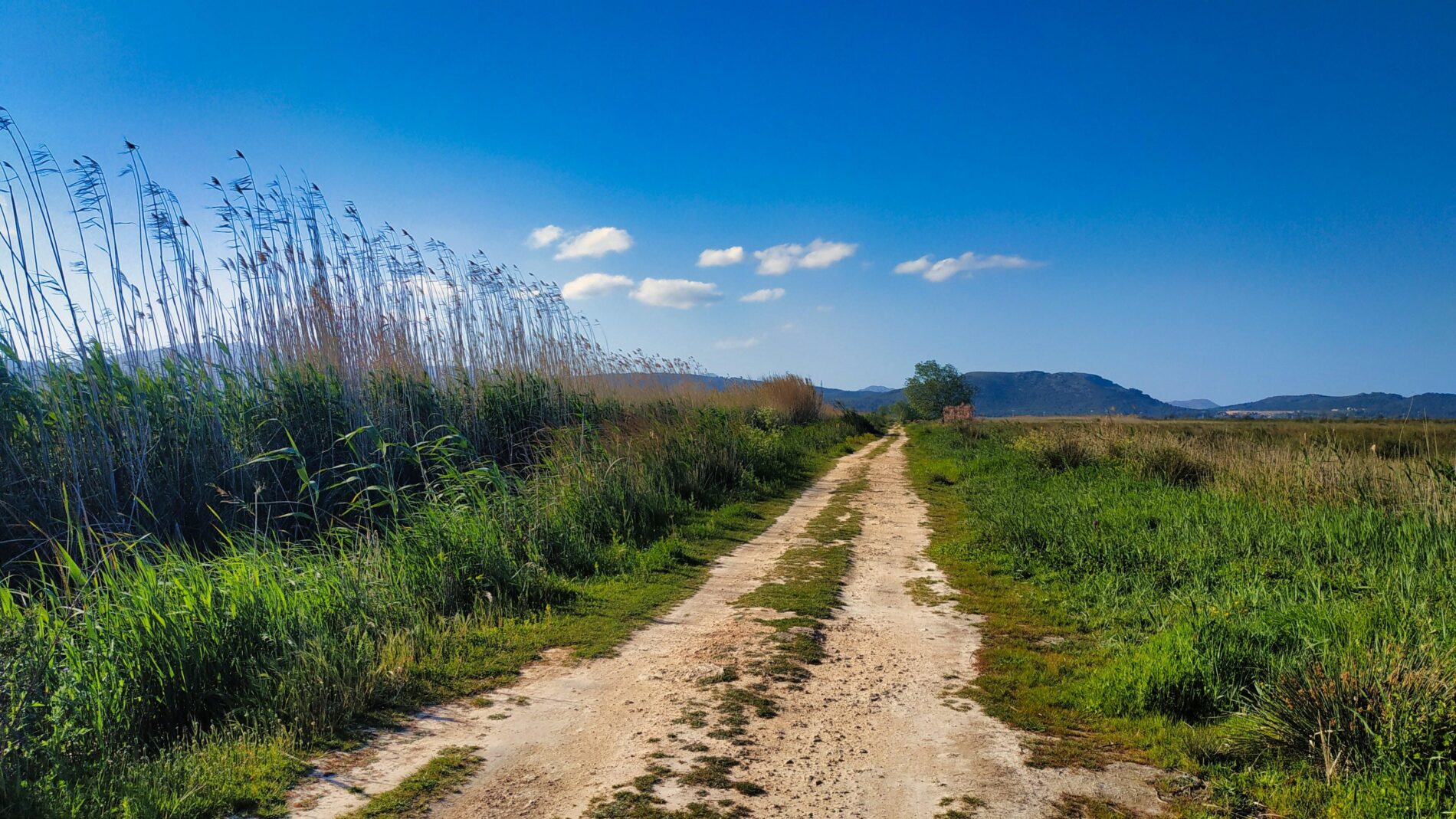 pere ferrer UhuOfrCM0do unsplash 1 S'Albufera de Mallorca: todo lo que debes saber