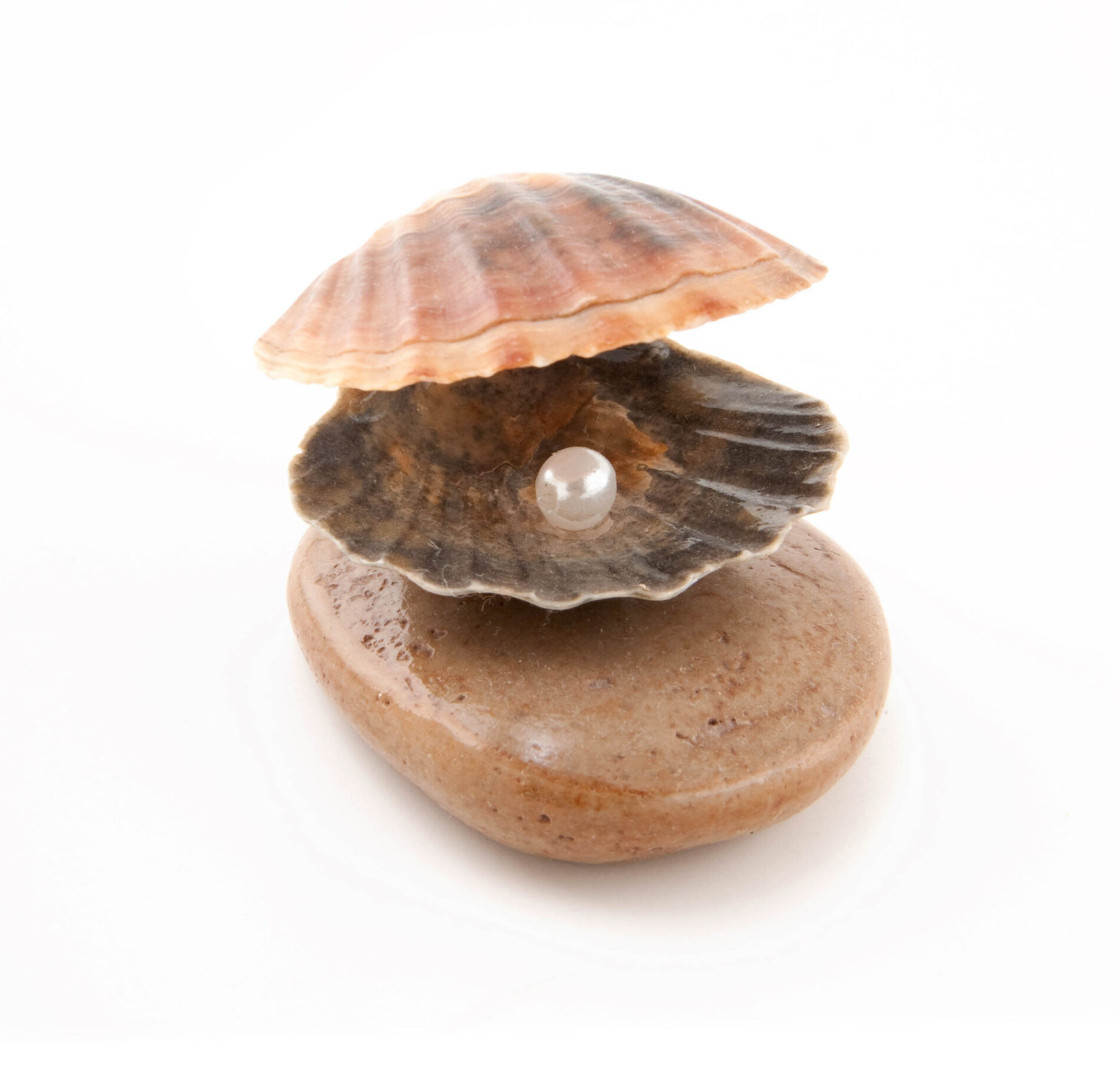 shell with a pearl 2022 11 25 02 35 49 utc Las perlas de Mallorca: ¿Por qué son especiales?