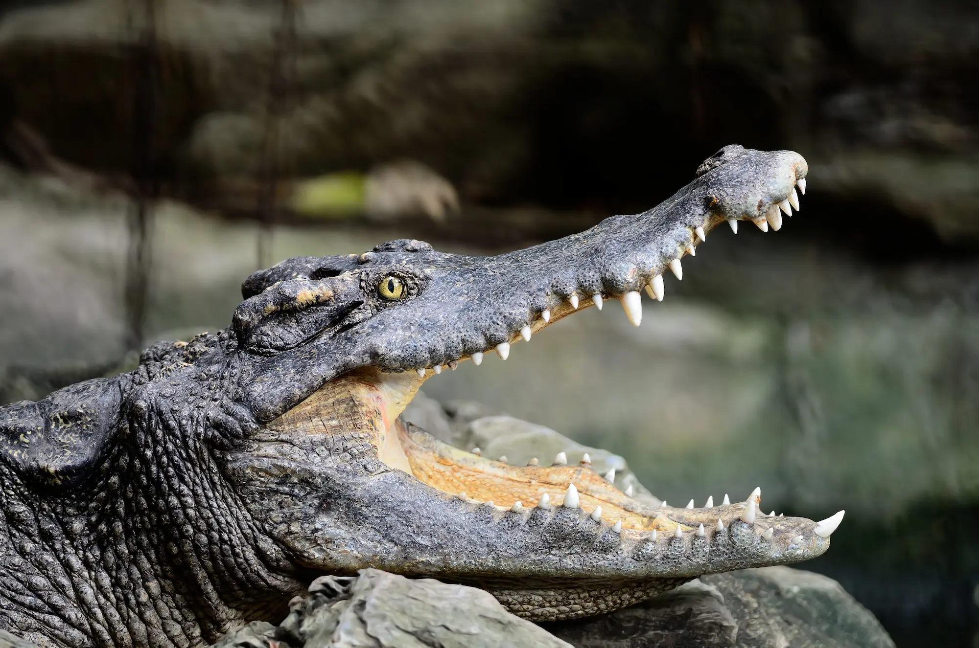 siamese crocodile 2023 11 27 04 55 46 utc La leyenda del cocodrilo de Sa Pobla: un cuento insólito en el corazón de Mallorca