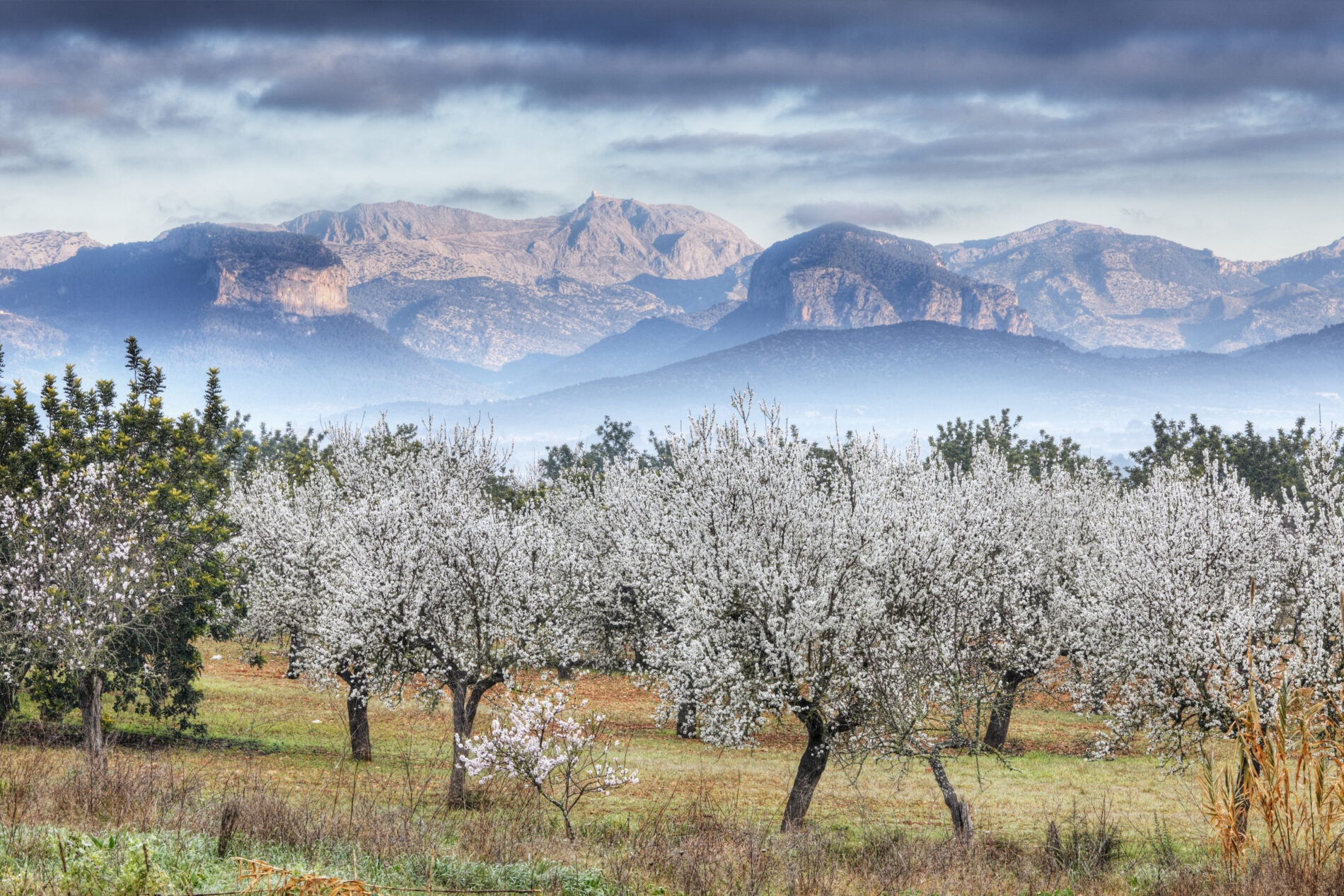 spain balearic islands majorca view of almond t 2022 12 16 22 34 35 utc Viajar a Mallorca en marzo: Razones que te convencerán