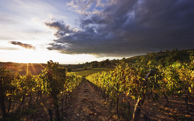 vinedo 2 Conoce las mejores bodegas de Mallorca