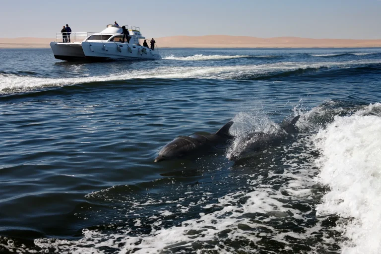 bottle-nosed-dolphins-namibia-2025-03-31-13-54-46-utc