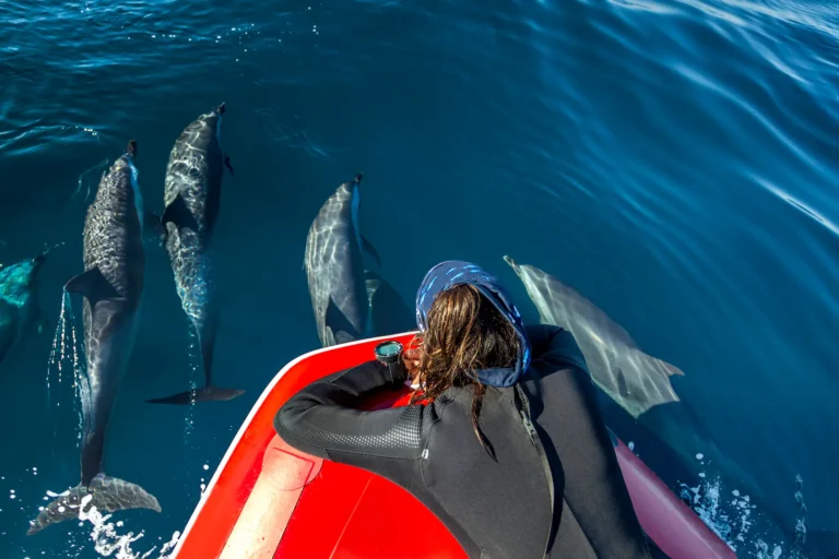 diver-watching-pod-of-pantropical-dolphins-breachi-2025-04-03-21-49-21-utc