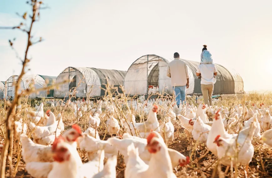 Un día de granja: descubre la vida rural de Mallorca con niños 