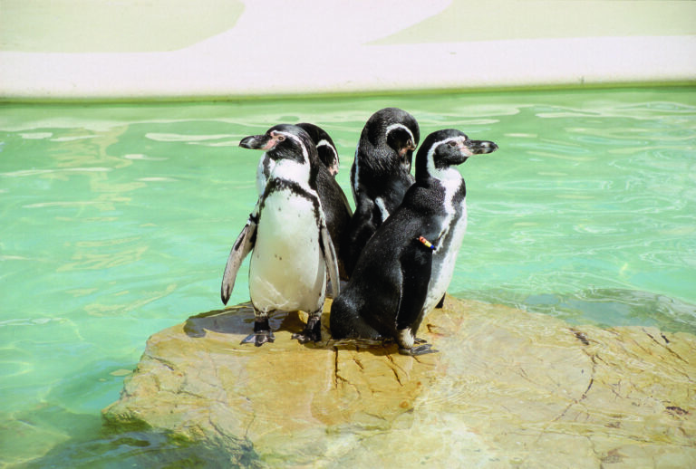 pinguinos
