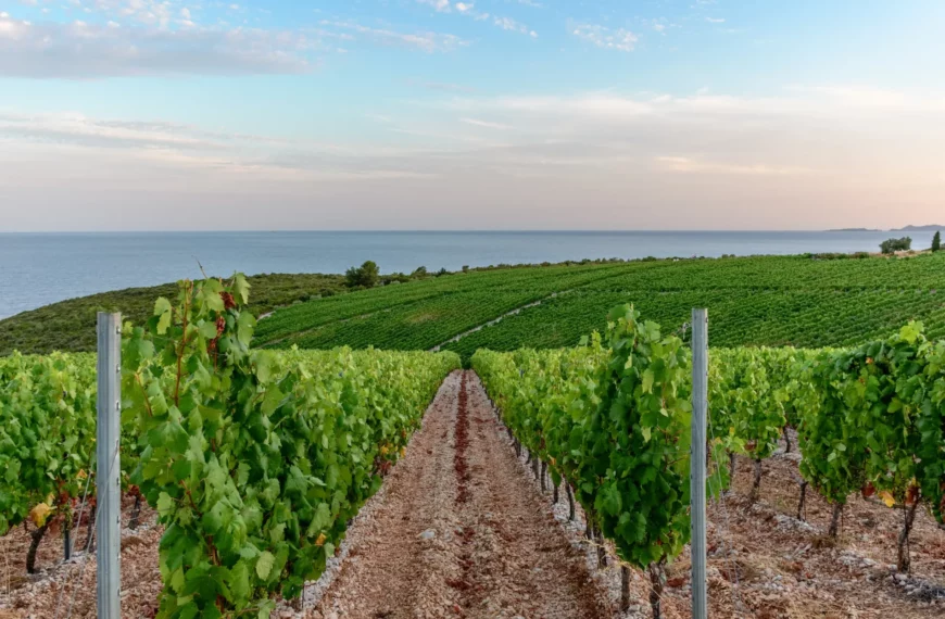 Weinverkostung auf Mallorca – geheime Route durch ökologische Weinberge 