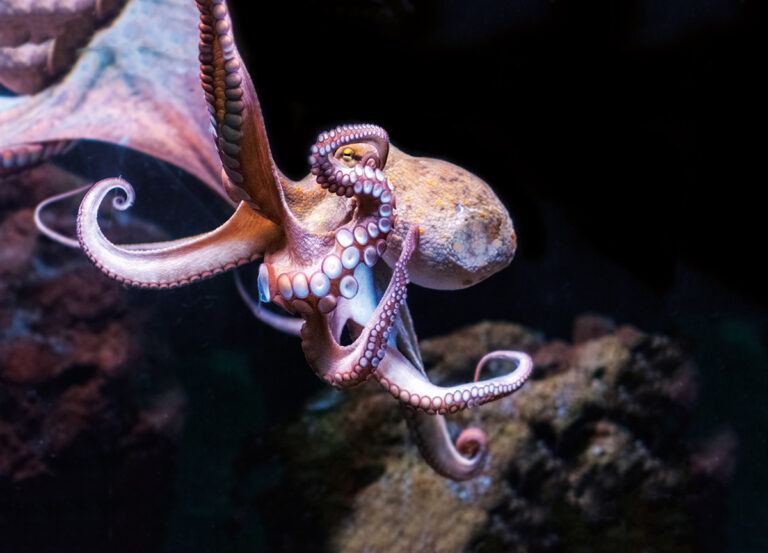 Pulpo-2